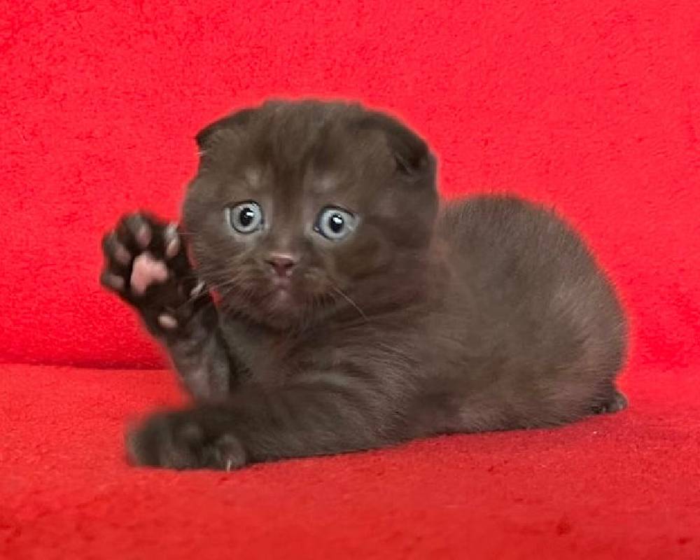 luxury picnic company - Picnic Makers