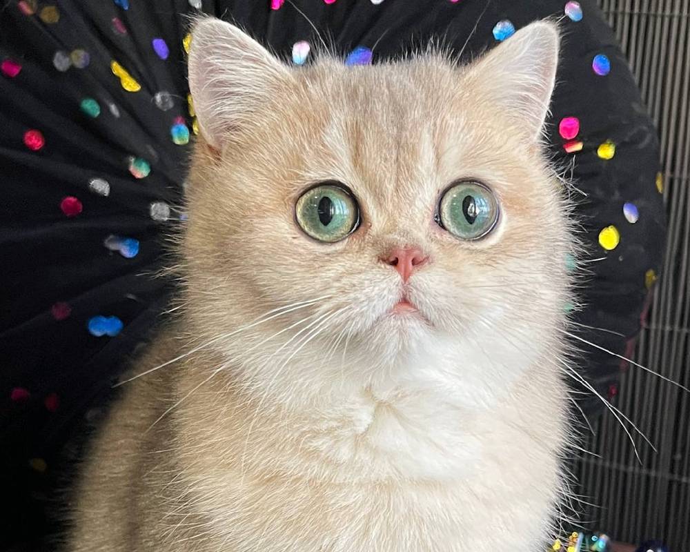 luxury picnic company - Picnic Makers