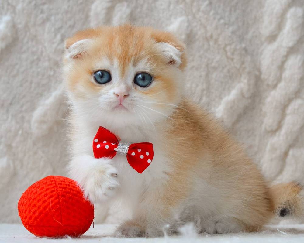 luxury picnic company - Picnic Makers