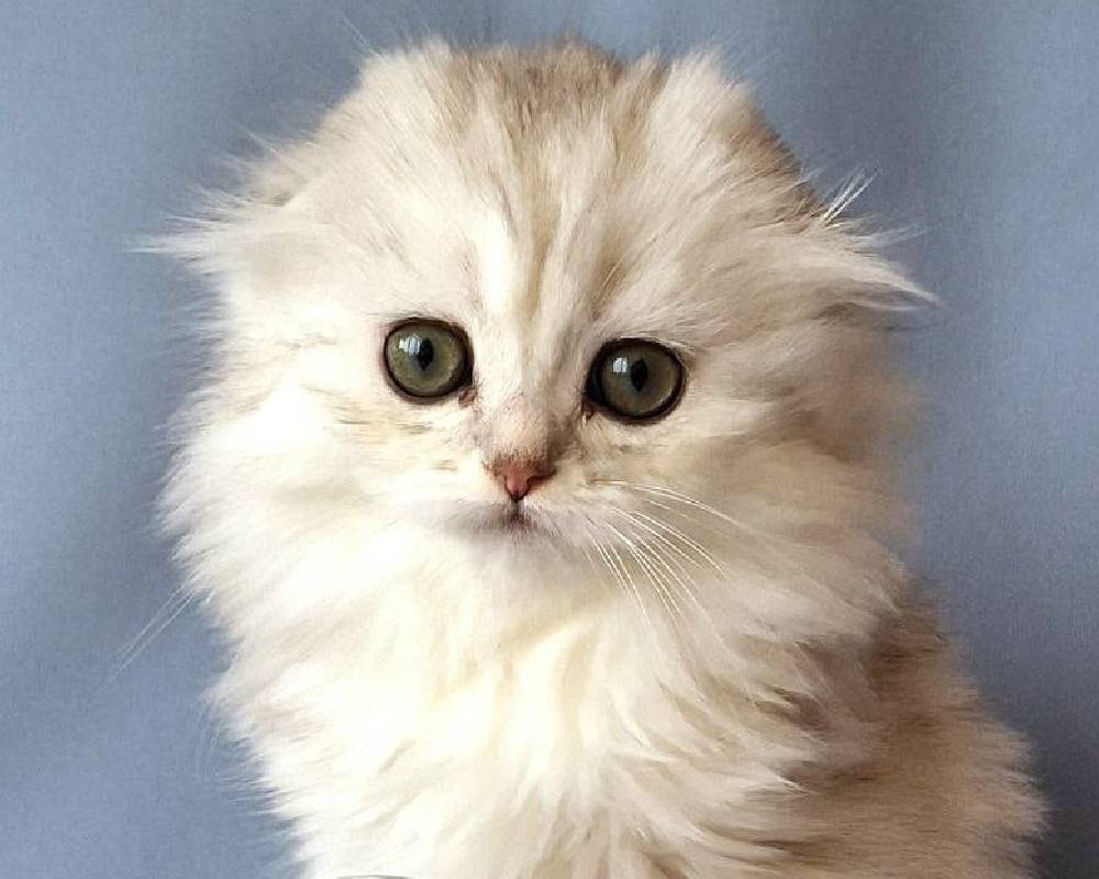 luxury picnic company - Picnic Makers