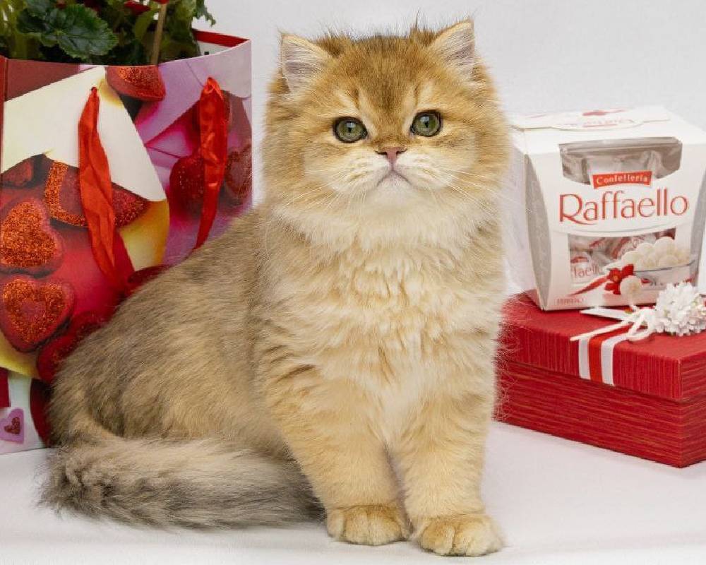 luxury picnic company - Picnic Makers