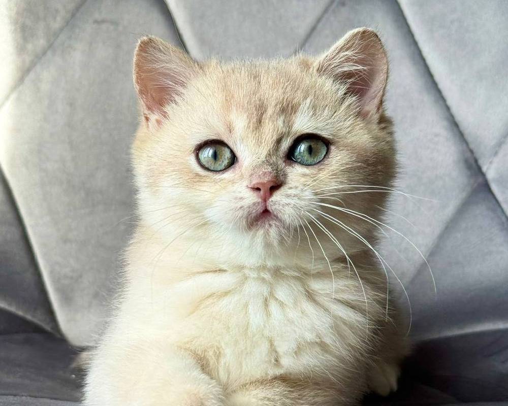 luxury picnic company - Picnic Makers