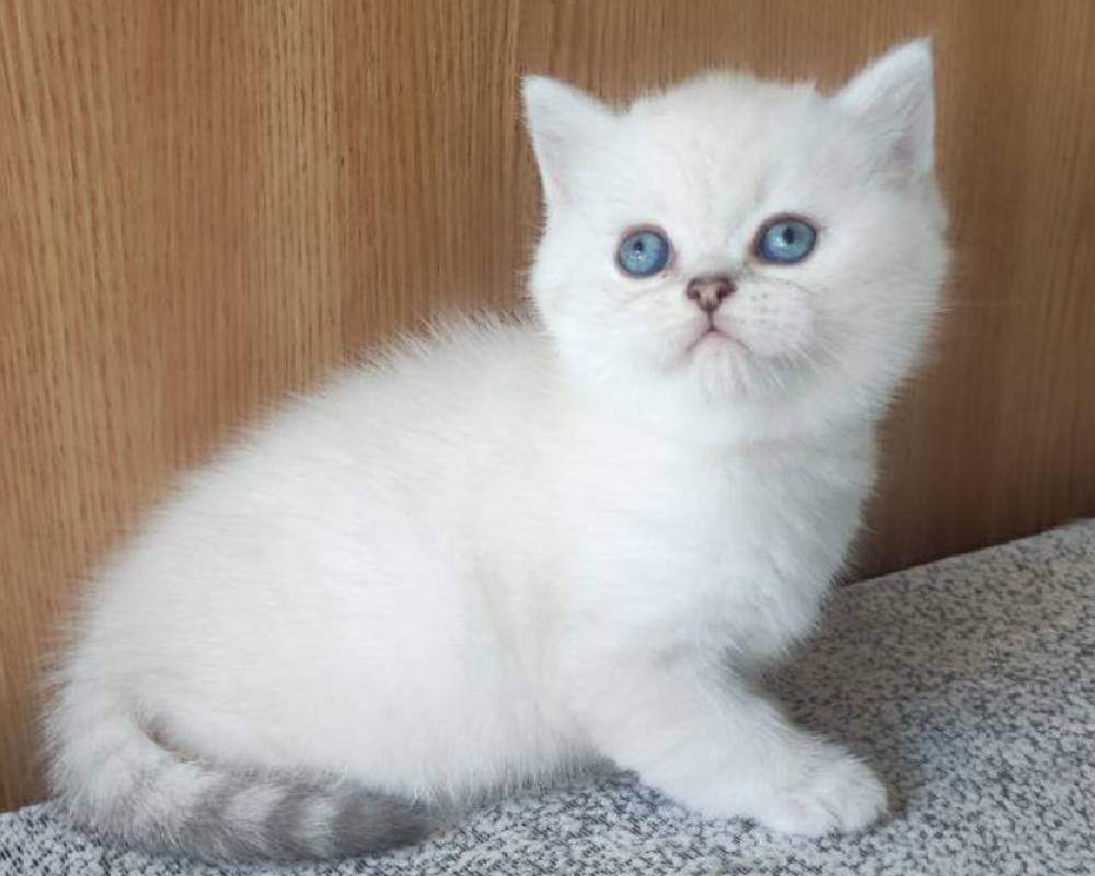 luxury picnic company - Picnic Makers