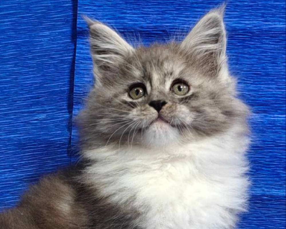 luxury picnic company - Picnic Makers