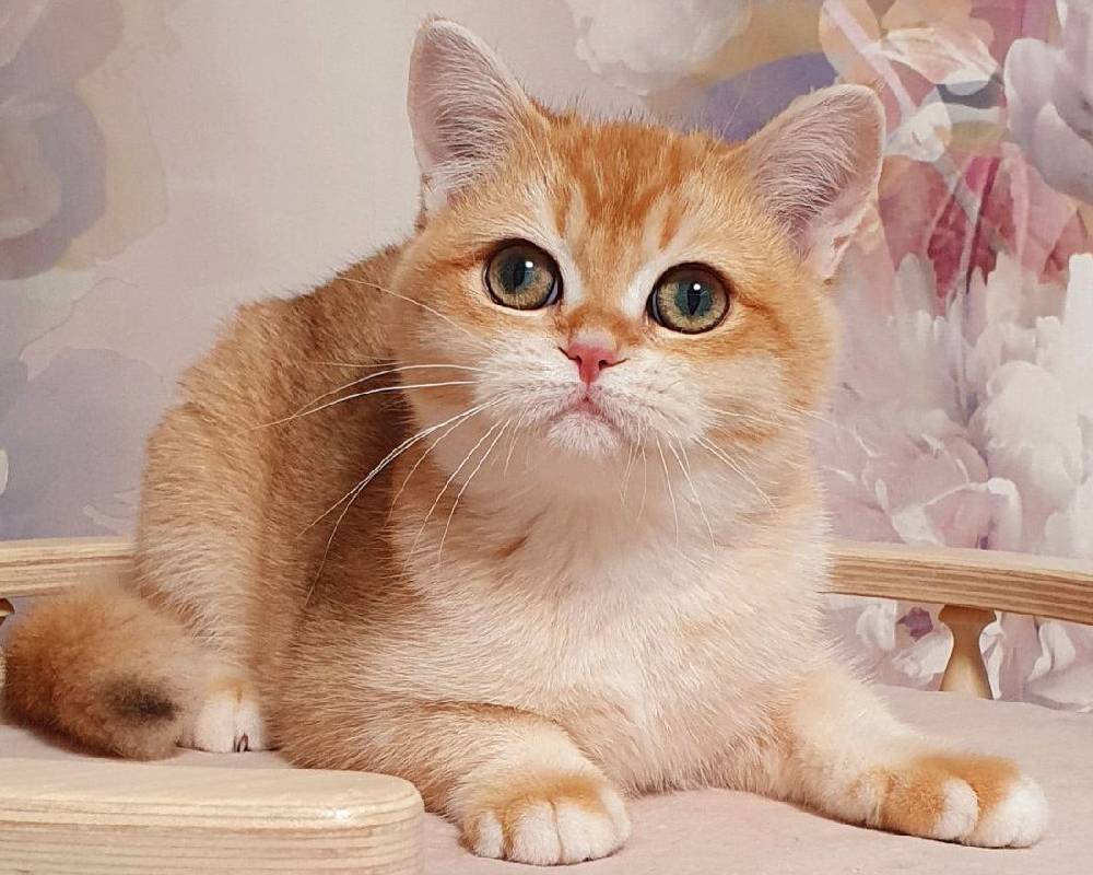 luxury picnic company - Picnic Makers