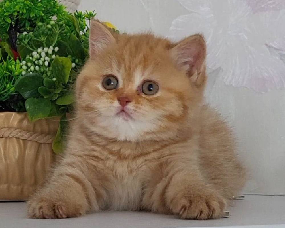 luxury picnic company - Picnic Makers