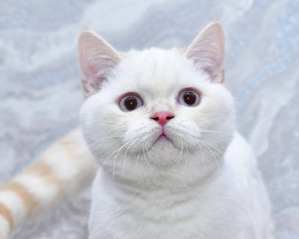 luxury picnic company - Picnic Makers