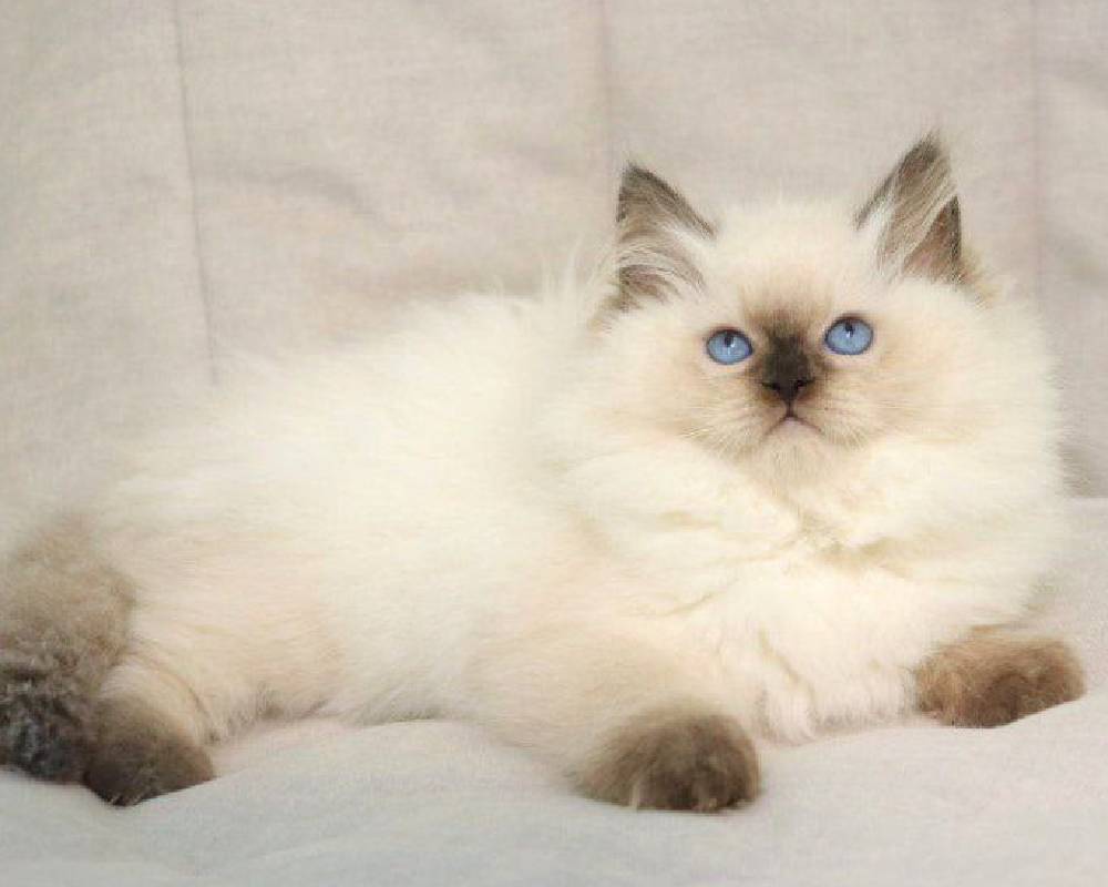 luxury picnic company - Picnic Makers