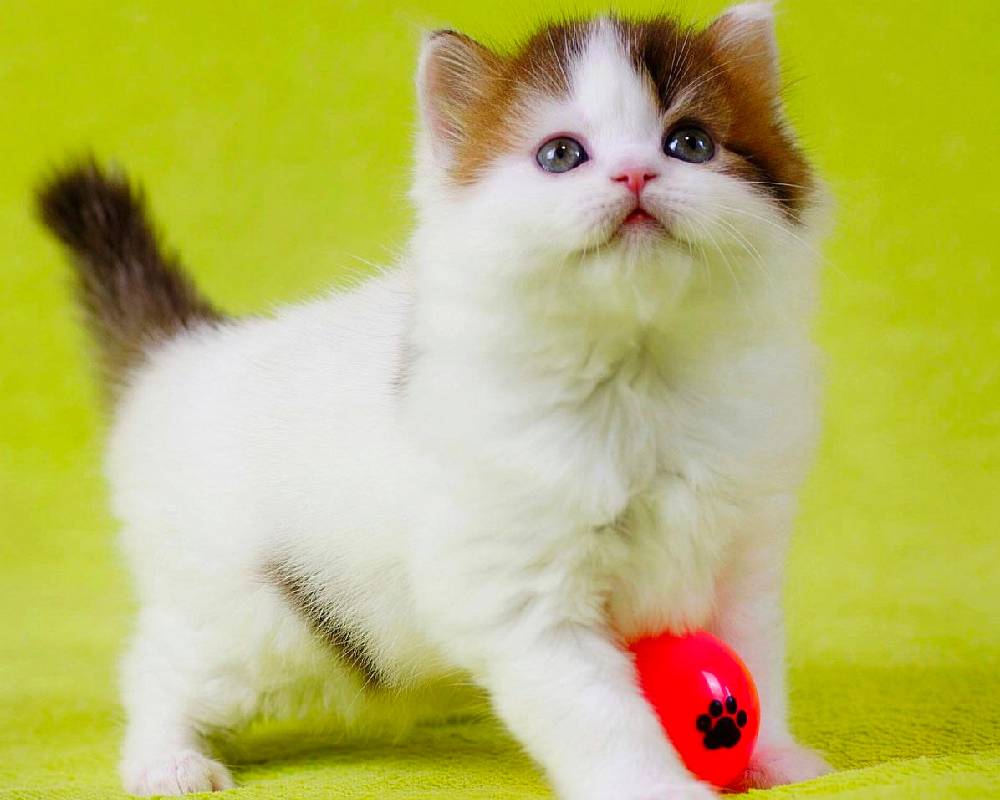 luxury picnic company - Picnic Makers