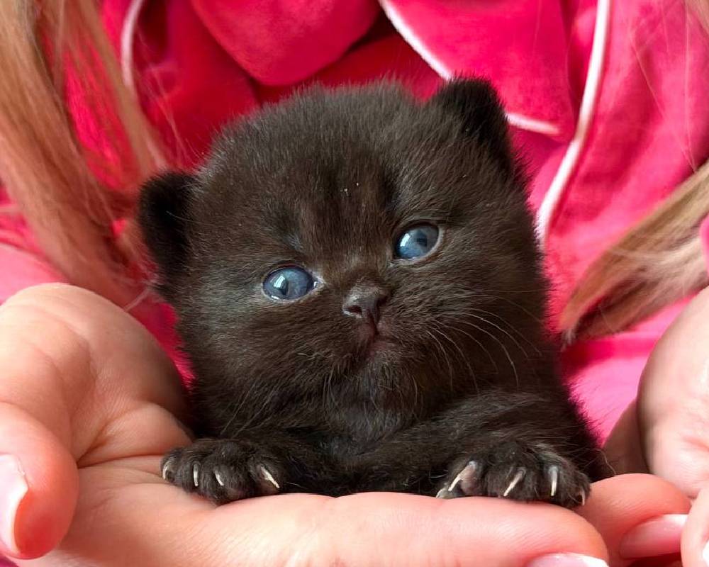 luxury picnic company - Picnic Makers