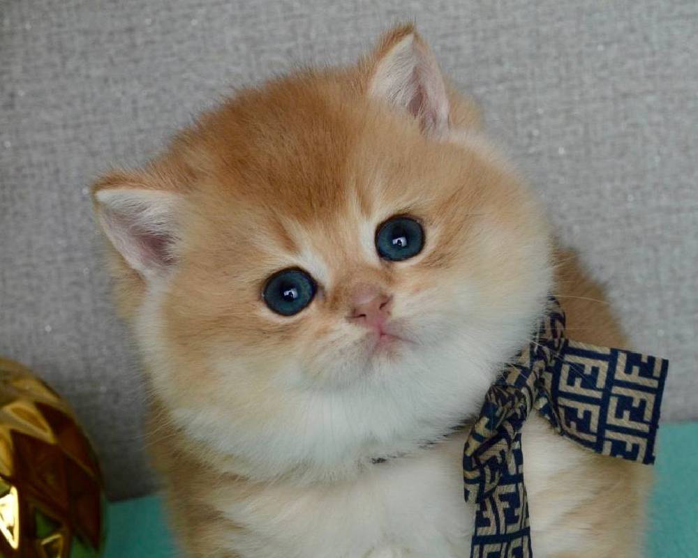 luxury picnic company - Picnic Makers