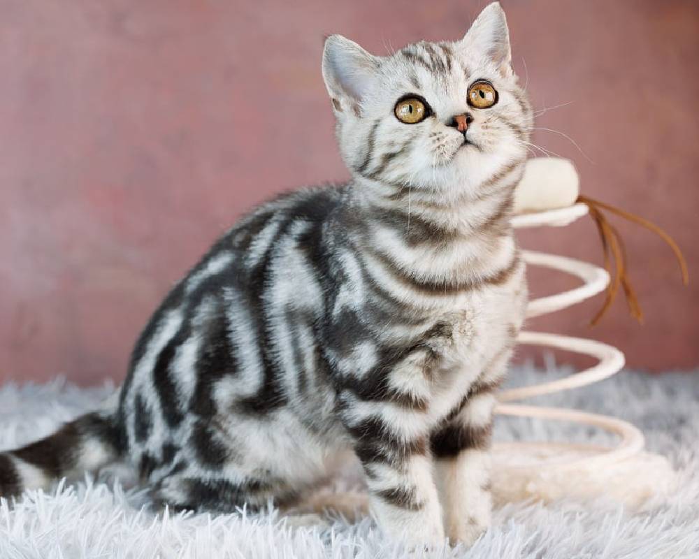 luxury picnic company - Picnic Makers