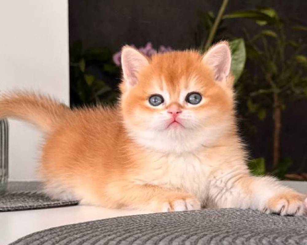 luxury picnic company - Picnic Makers