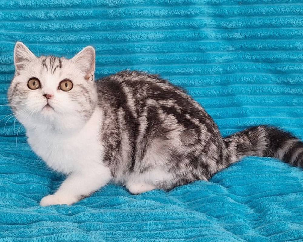 luxury picnic company - Picnic Makers