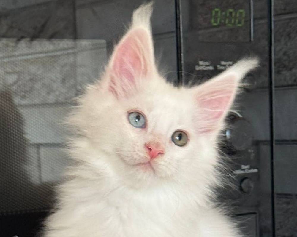 luxury picnic company - Picnic Makers