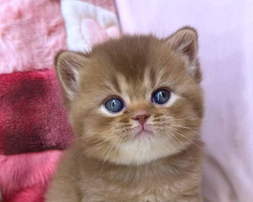 luxury picnic company - Picnic Makers