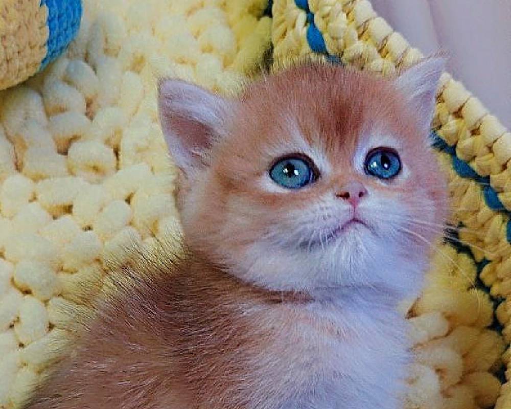 luxury picnic company - Picnic Makers