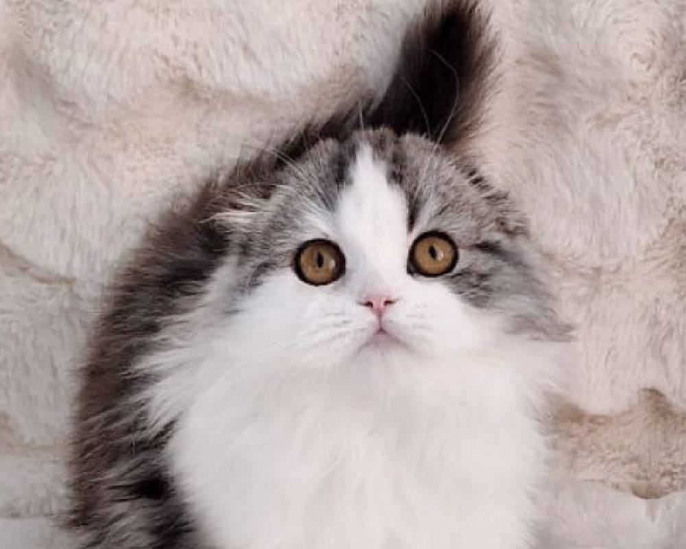 luxury picnic company - Picnic Makers