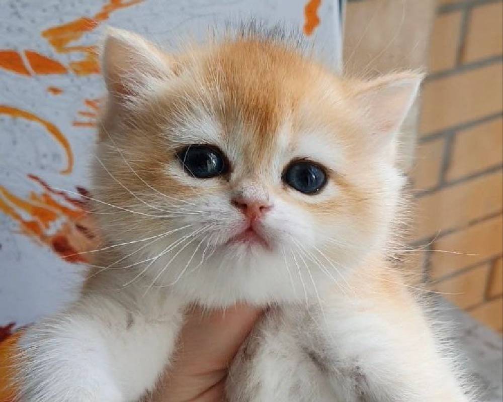 luxury picnic company - Picnic Makers