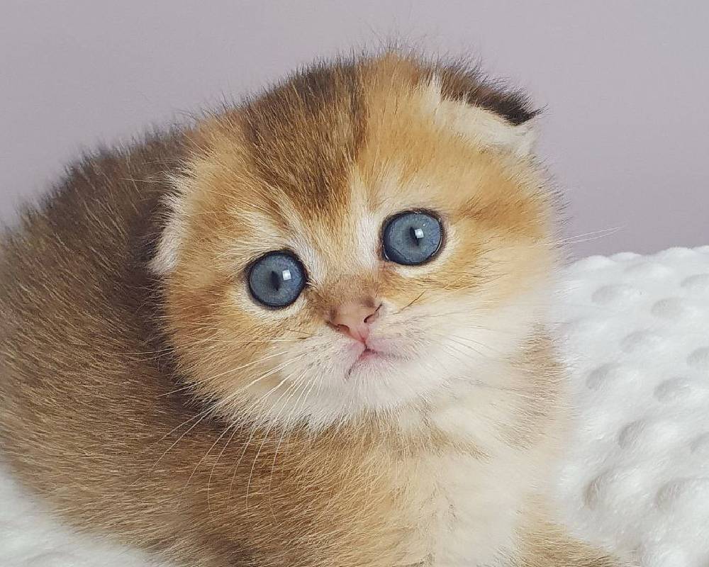 luxury picnic company - Picnic Makers