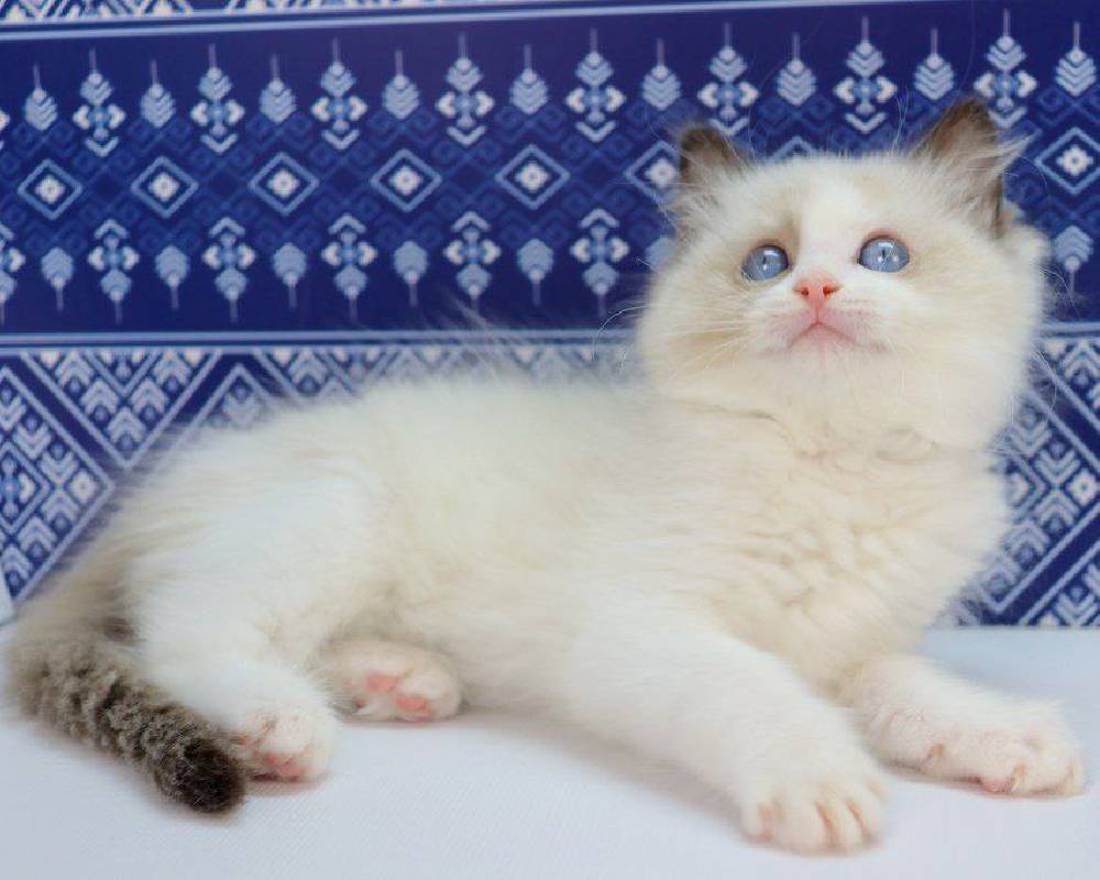 luxury picnic company - Picnic Makers