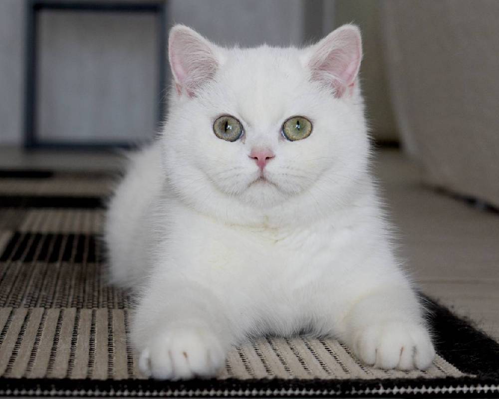 luxury picnic company - Picnic Makers