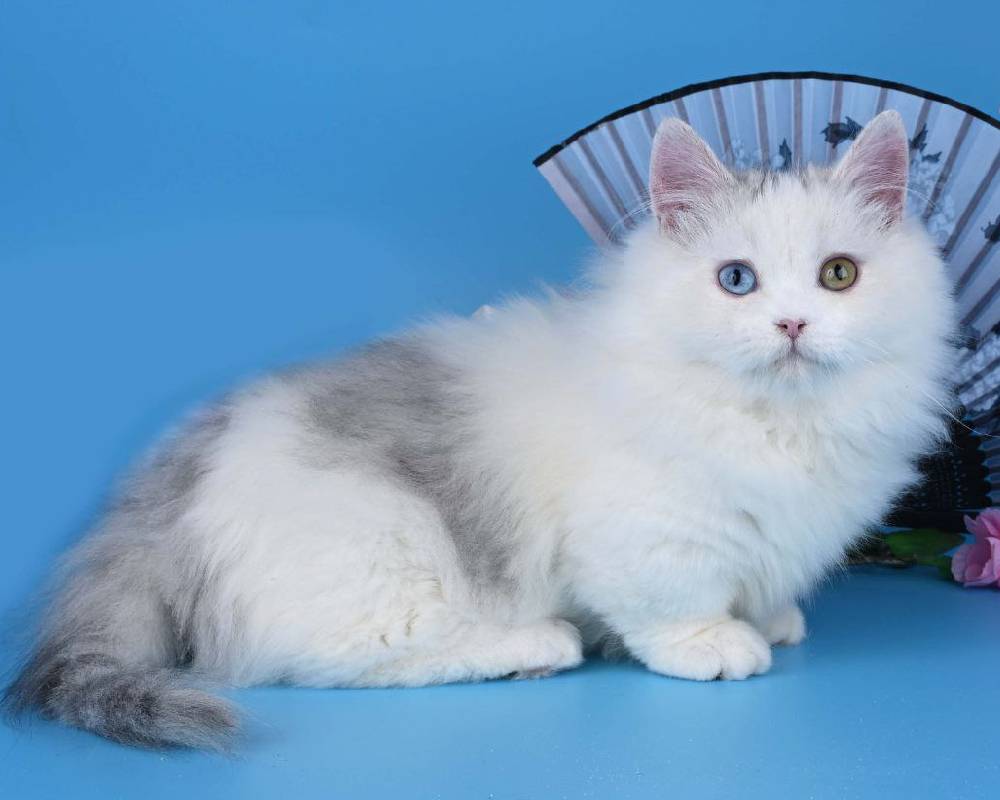 luxury picnic company - Picnic Makers