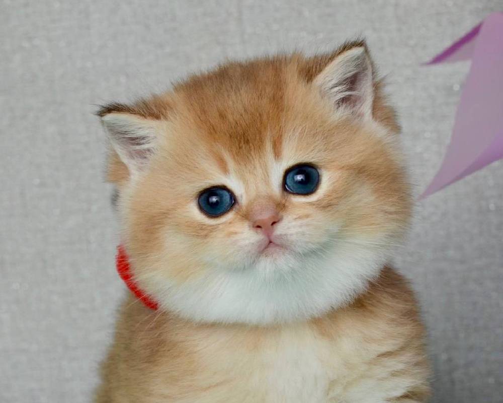 luxury picnic company - Picnic Makers