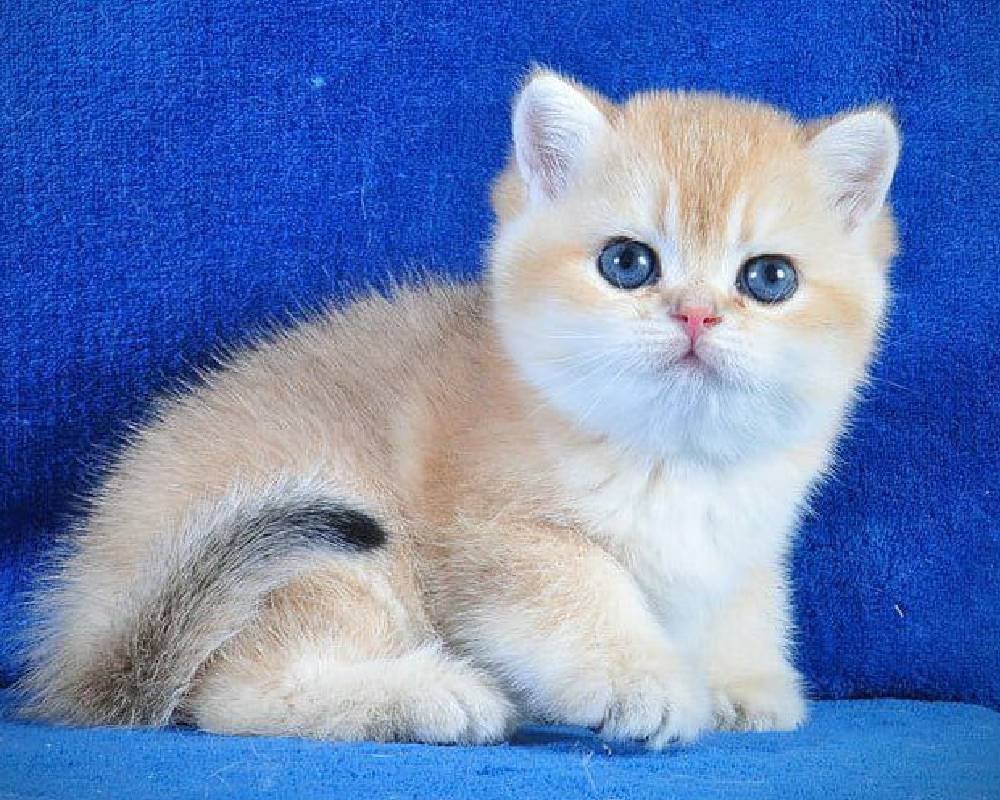 luxury picnic company - Picnic Makers