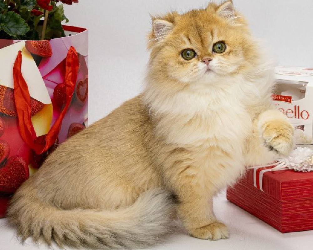 luxury picnic company - Picnic Makers