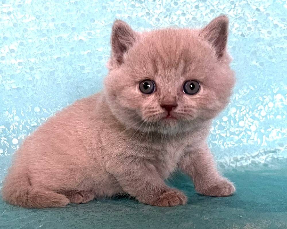 luxury picnic company - Picnic Makers