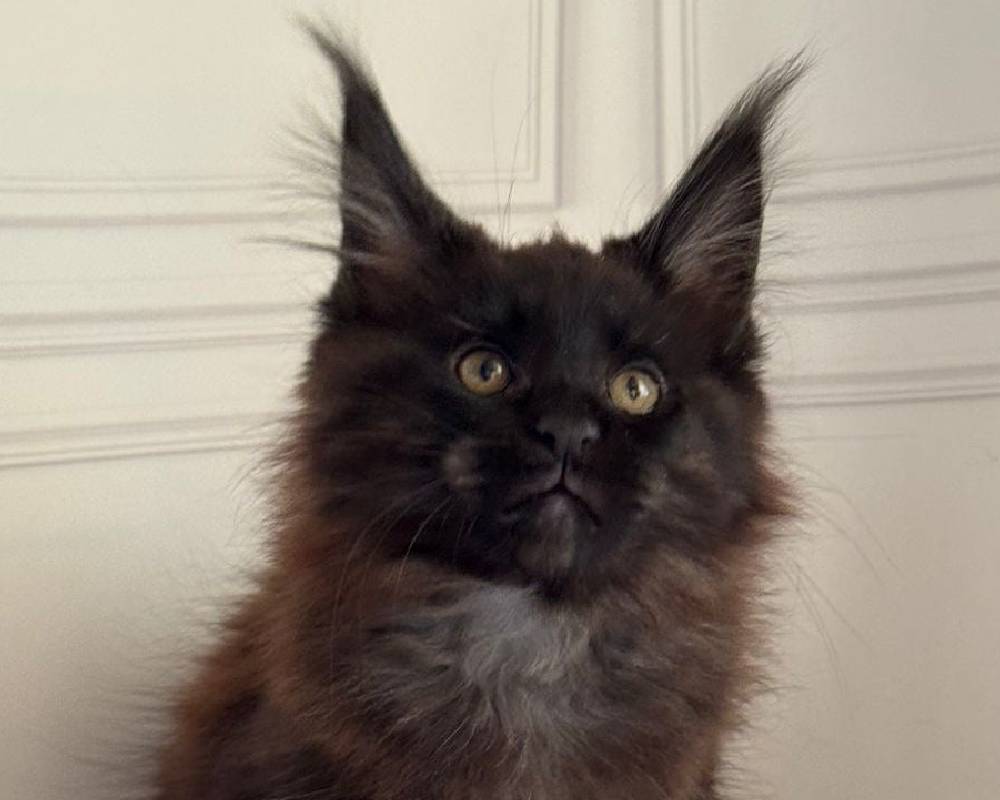 luxury picnic company - Picnic Makers