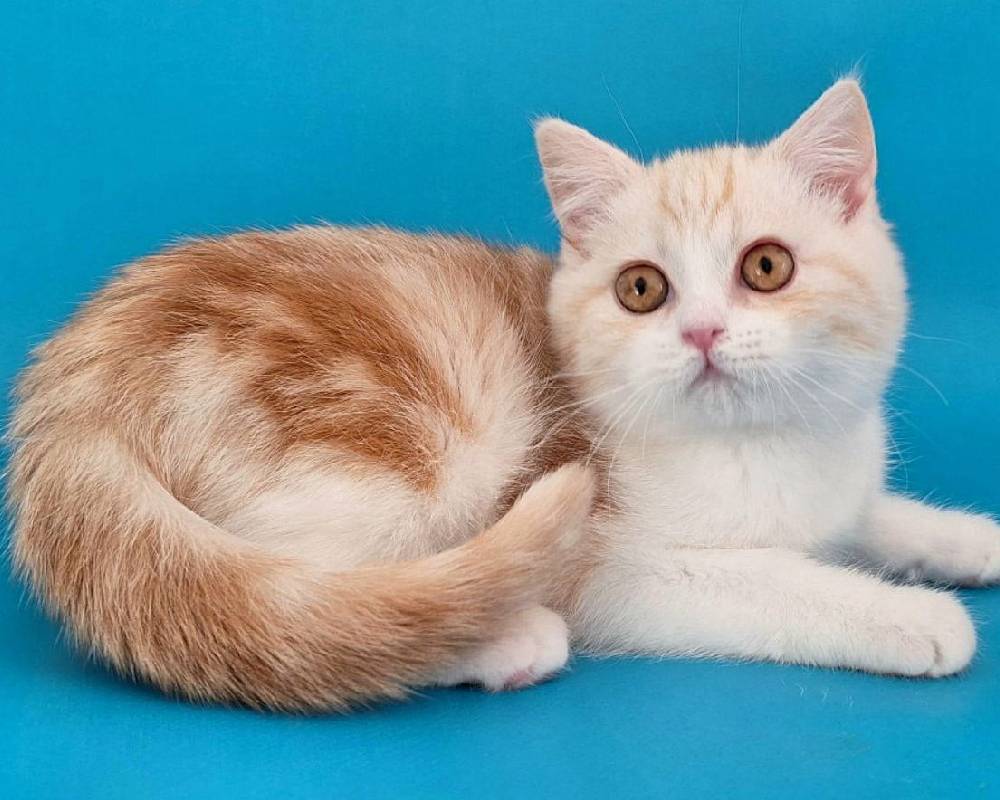 luxury picnic company - Picnic Makers luxury picnic company - Picnic Makers