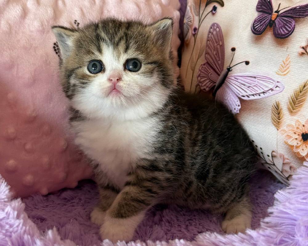 luxury picnic company - Picnic Makers