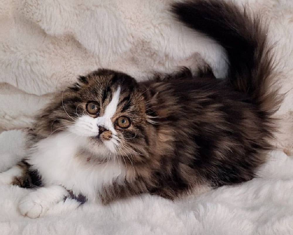 luxury picnic company - Picnic Makers