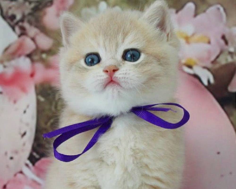 luxury picnic company - Picnic Makers