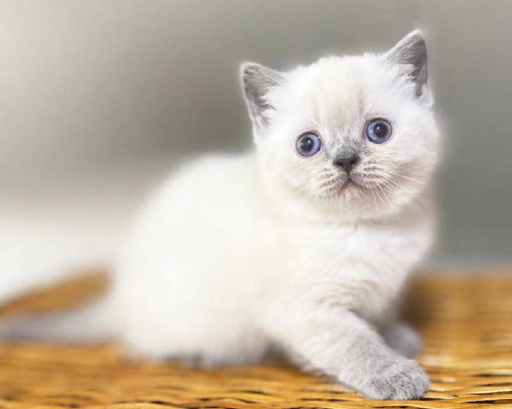 luxury picnic company - Picnic Makers