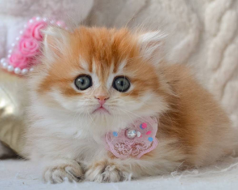 luxury picnic company - Picnic Makers luxury picnic company - Picnic Makers