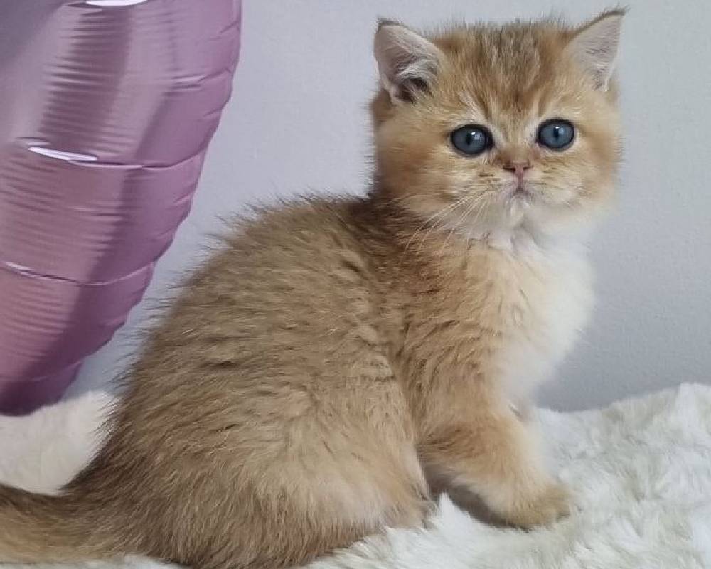 luxury picnic company - Picnic Makers luxury picnic company - Picnic Makers