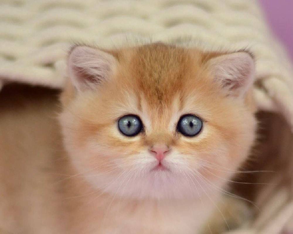 luxury picnic company - Picnic Makers