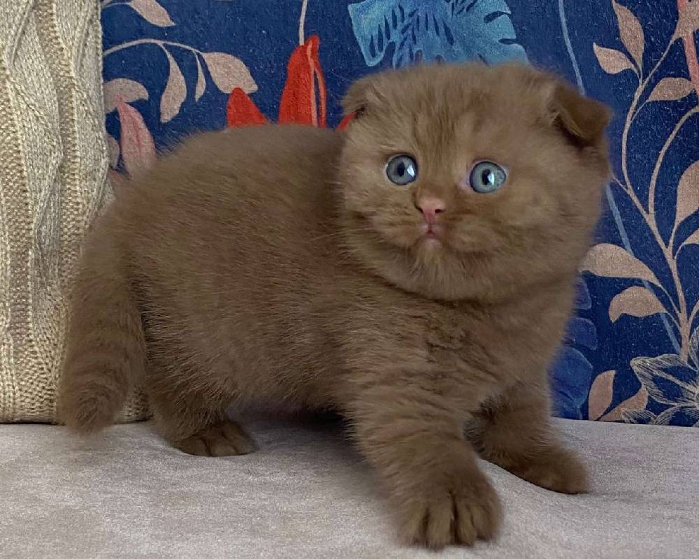 luxury picnic company - Picnic Makers