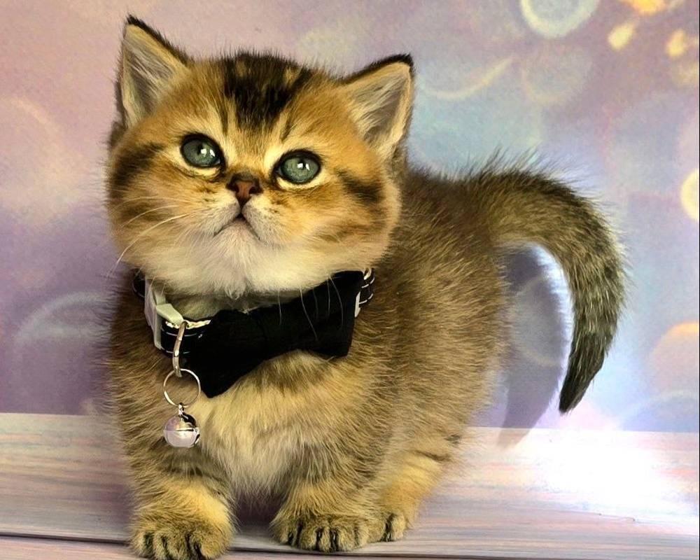 luxury picnic company - Picnic Makers