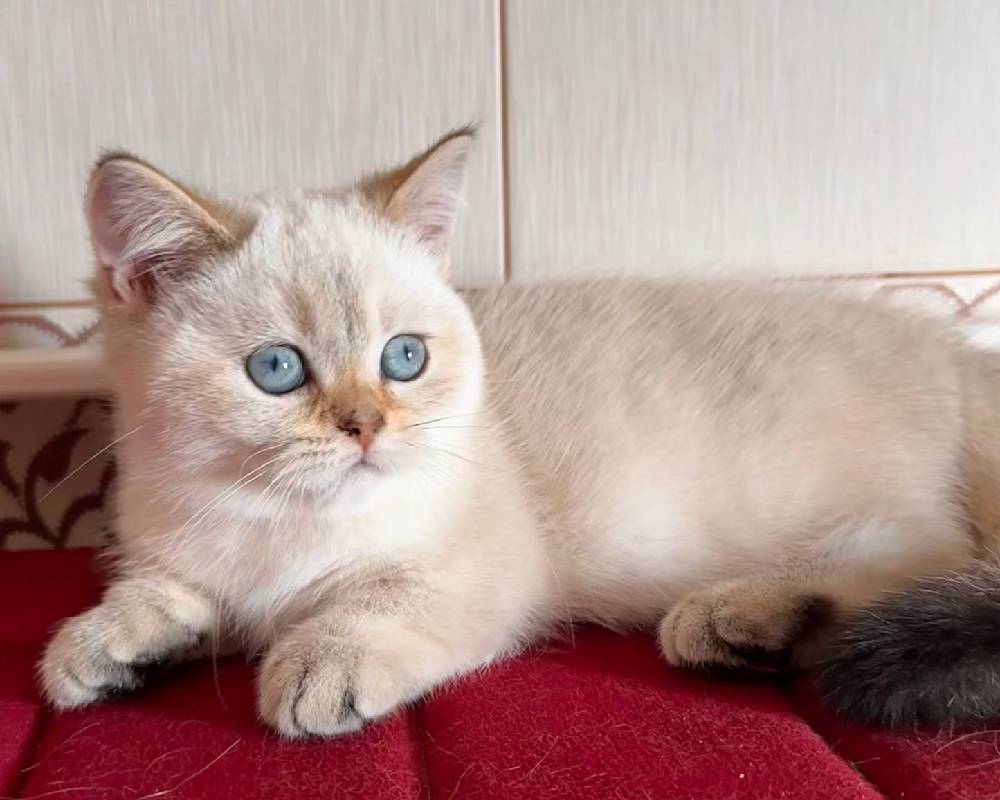 luxury picnic company - Picnic Makers