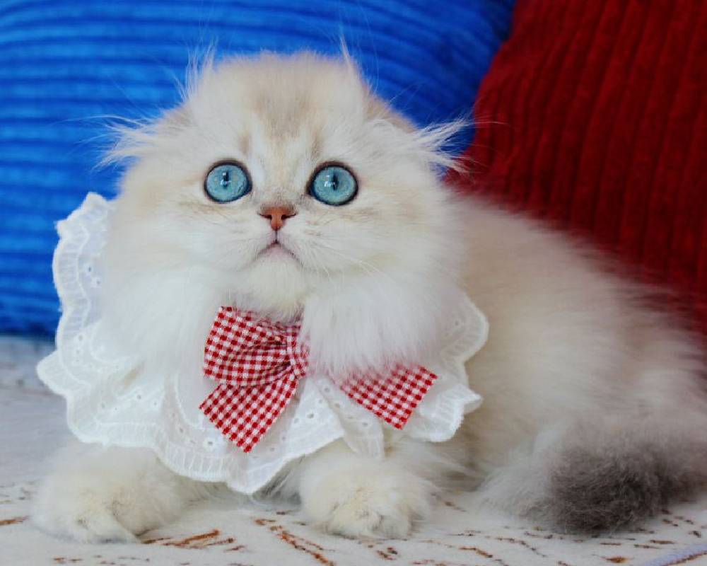 luxury picnic company - Picnic Makers