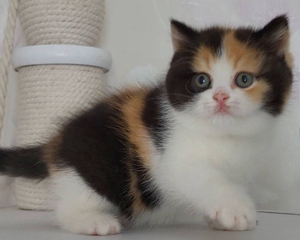 luxury picnic company - Picnic Makers