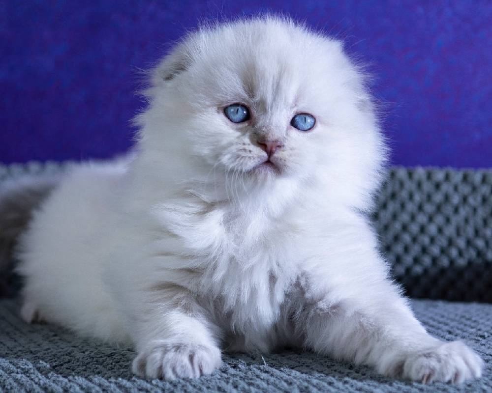 luxury picnic company - Picnic Makers