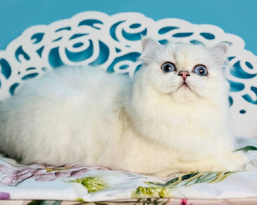 luxury picnic company - Picnic Makers