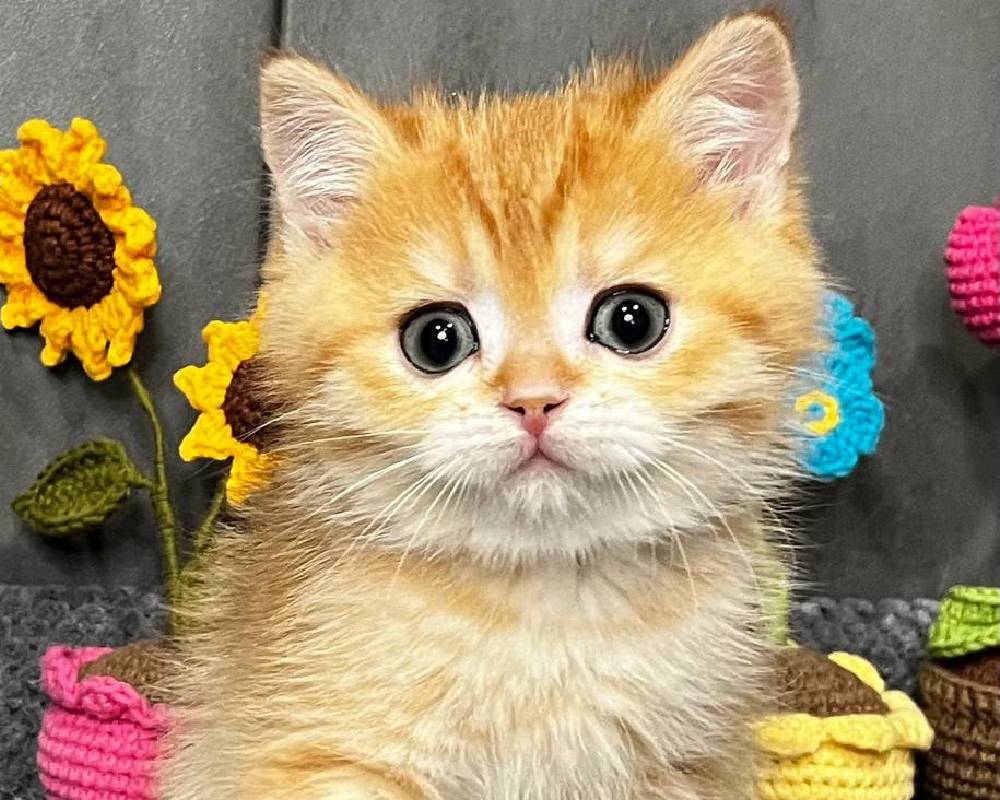 luxury picnic company - Picnic Makers