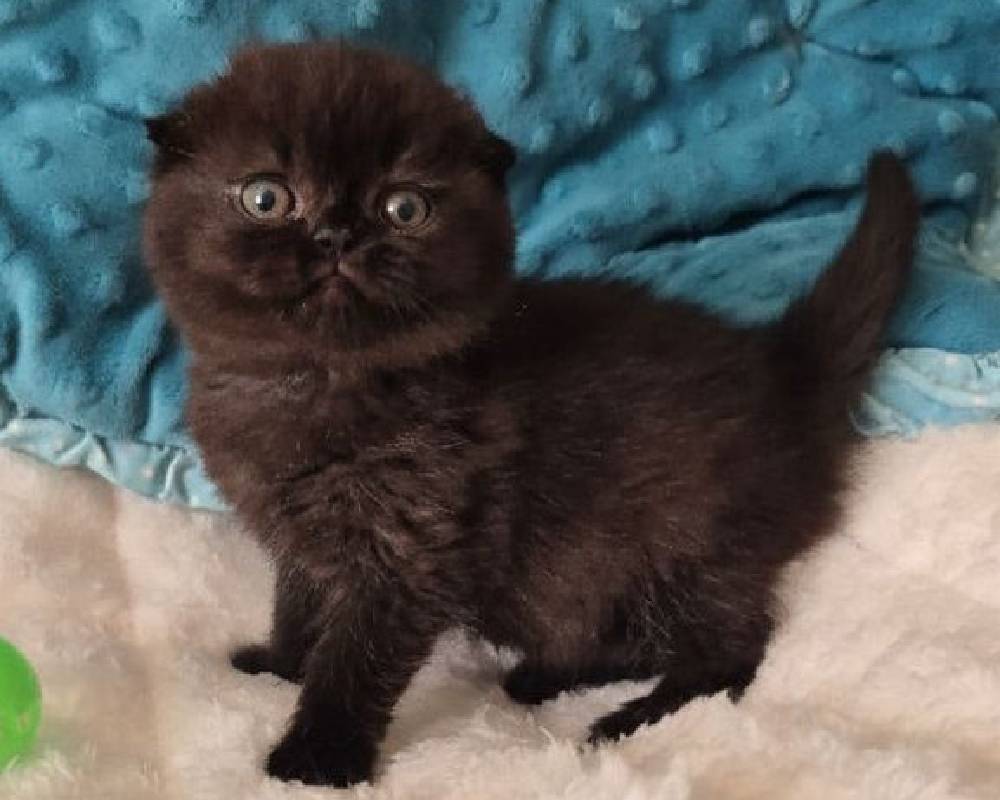 luxury picnic company - Picnic Makers