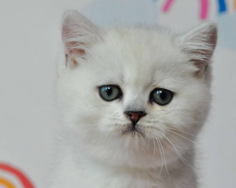 luxury picnic company - Picnic Makers